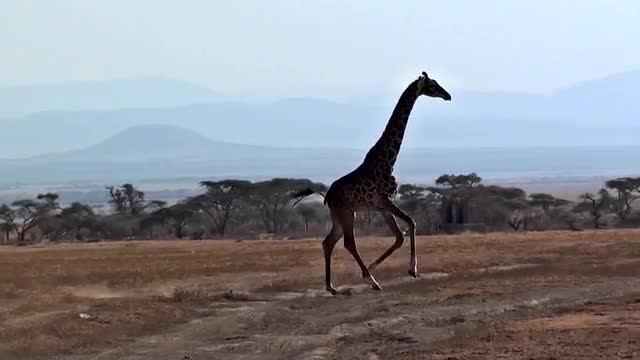 Giraffe