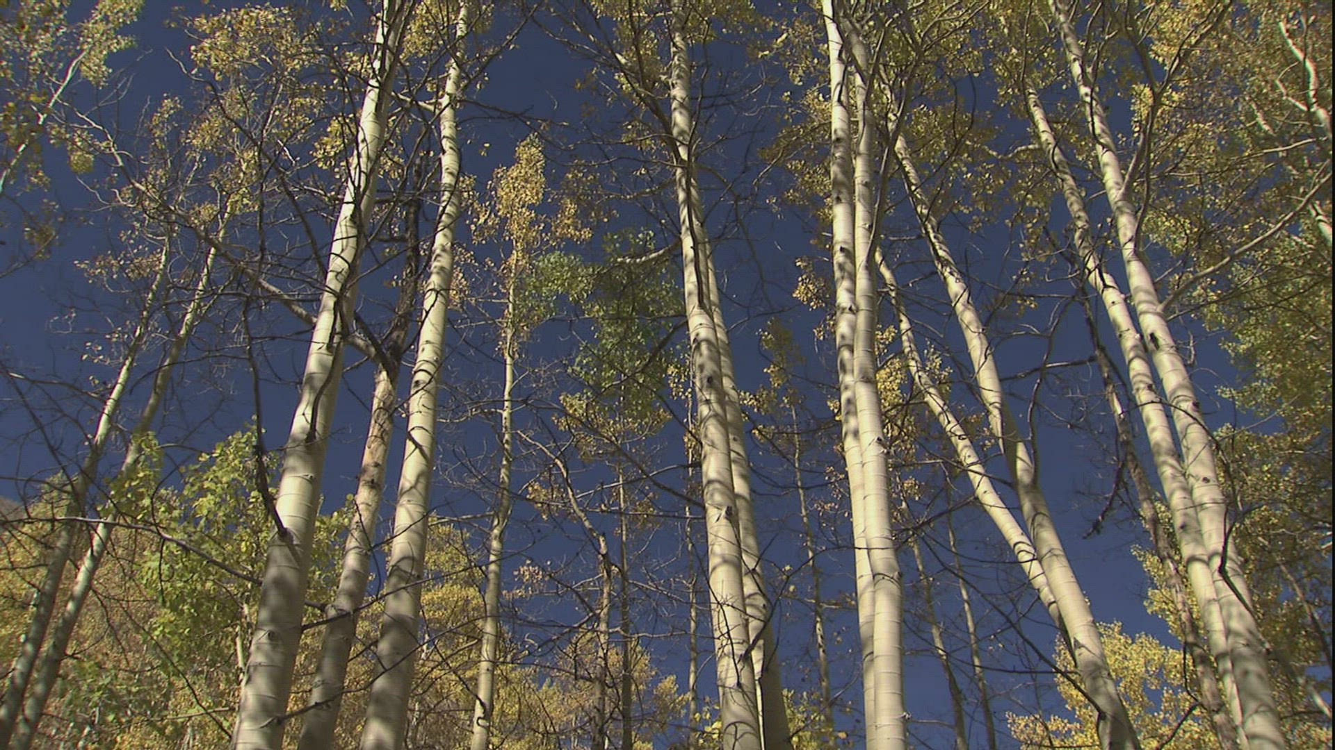 571491553 / Blue Sky / Mountain / Colorado