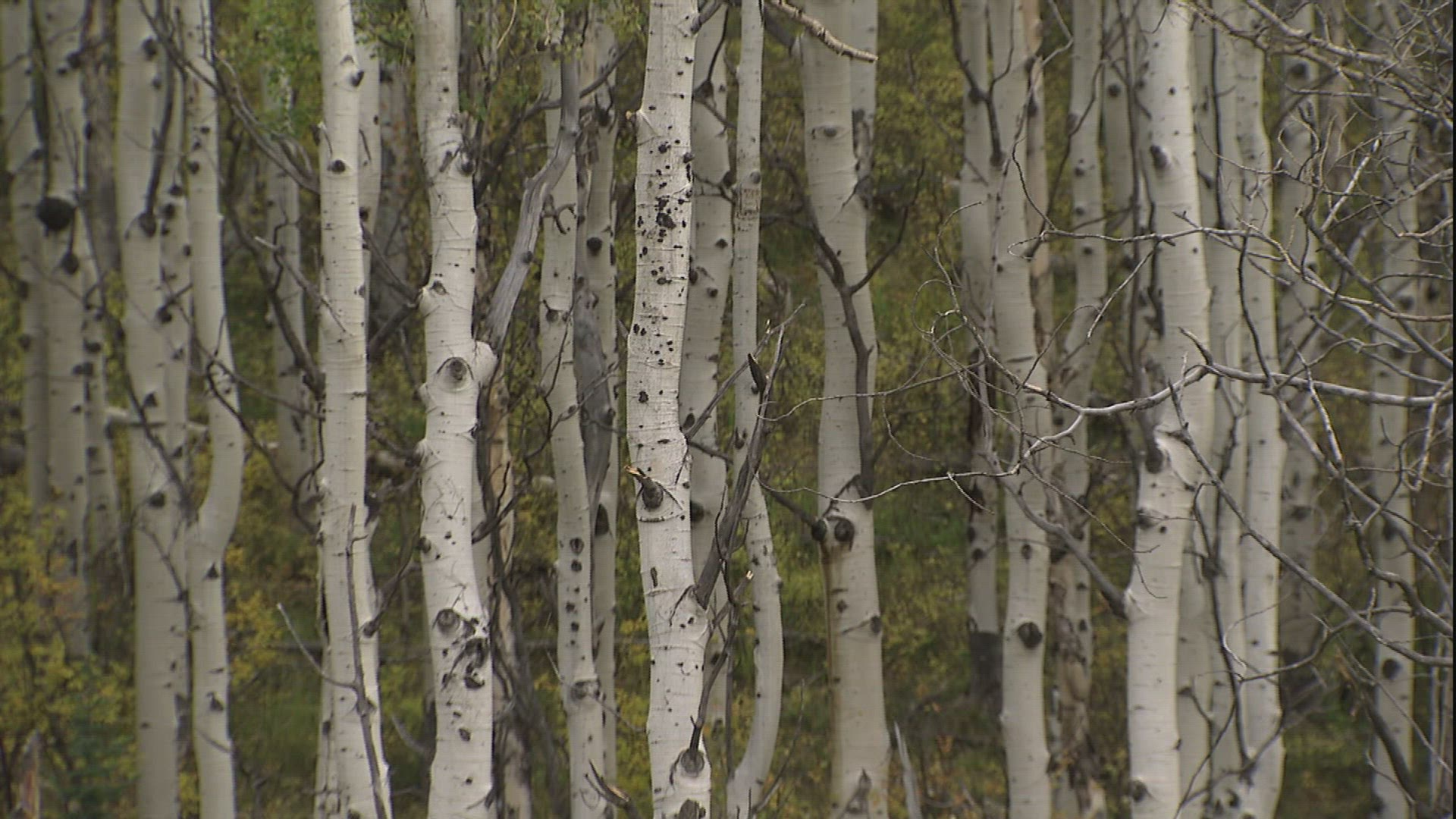 880581993 / Blue Sky / Mountain / Colorado