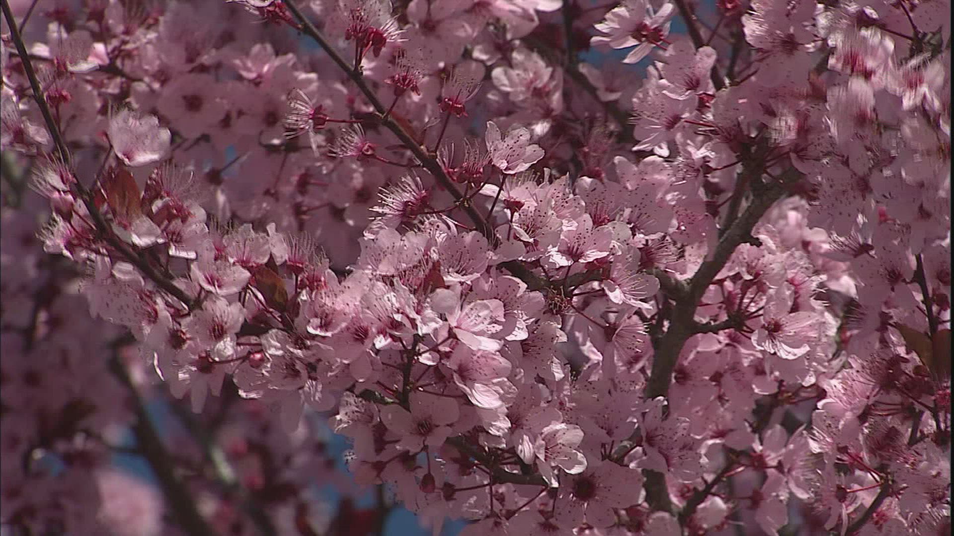 460128490 / Cherry Blossom / USA