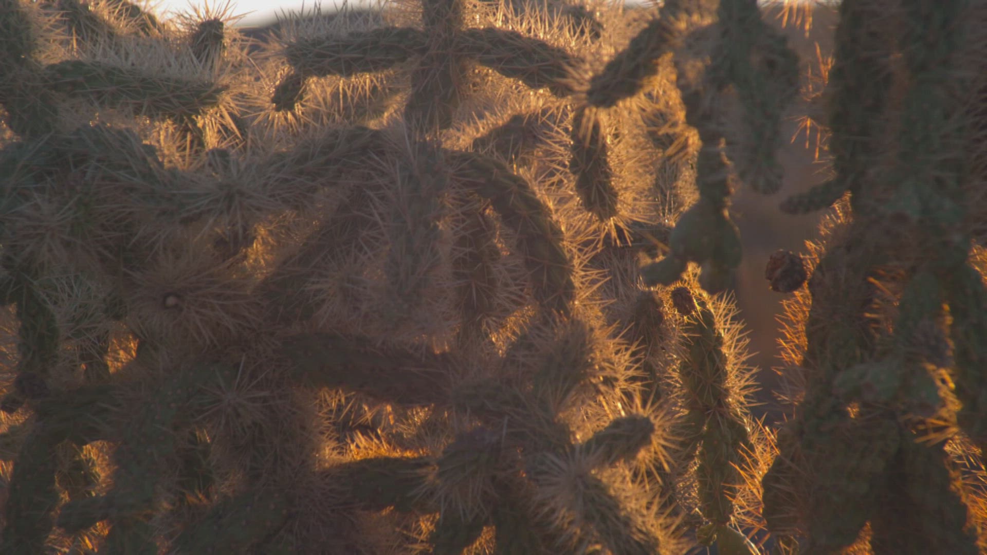 859770886 / Growth / Spike / Organ Pipe Cactus National Monument