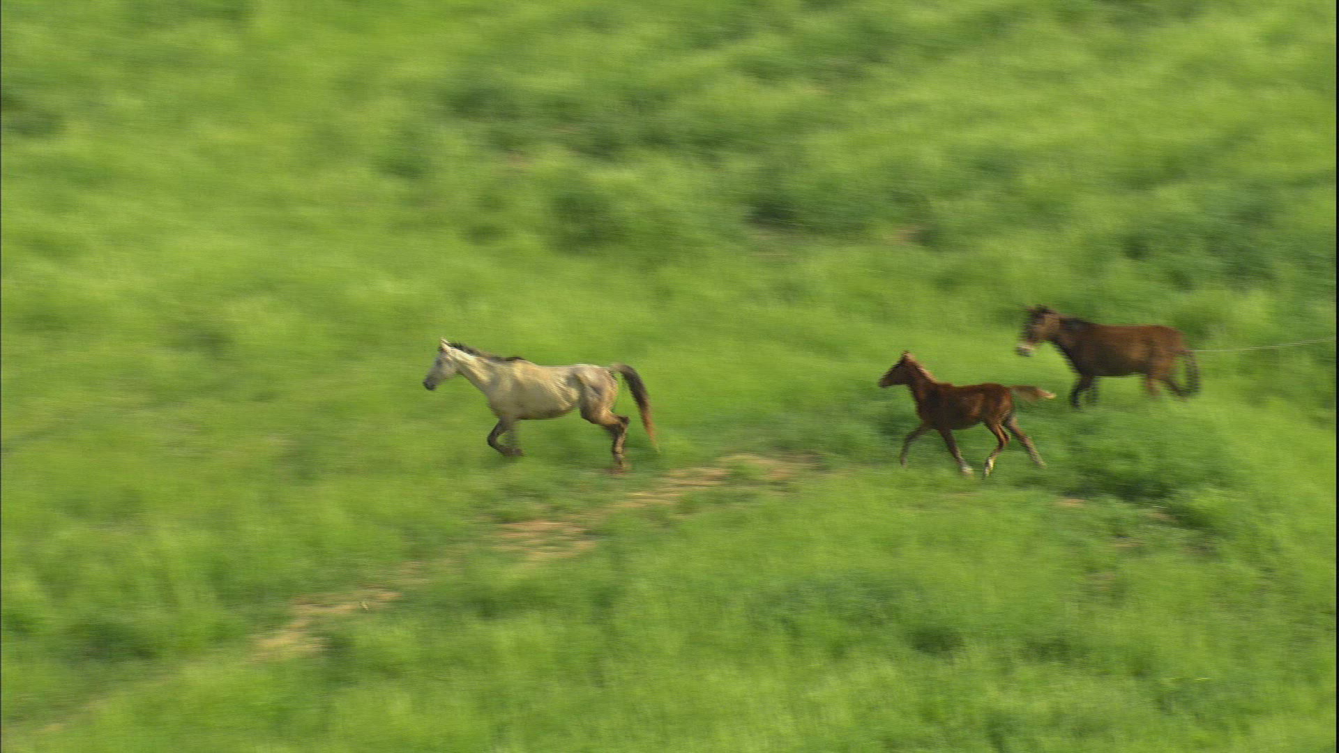 310028362 / Horse / Trotting / Israel
