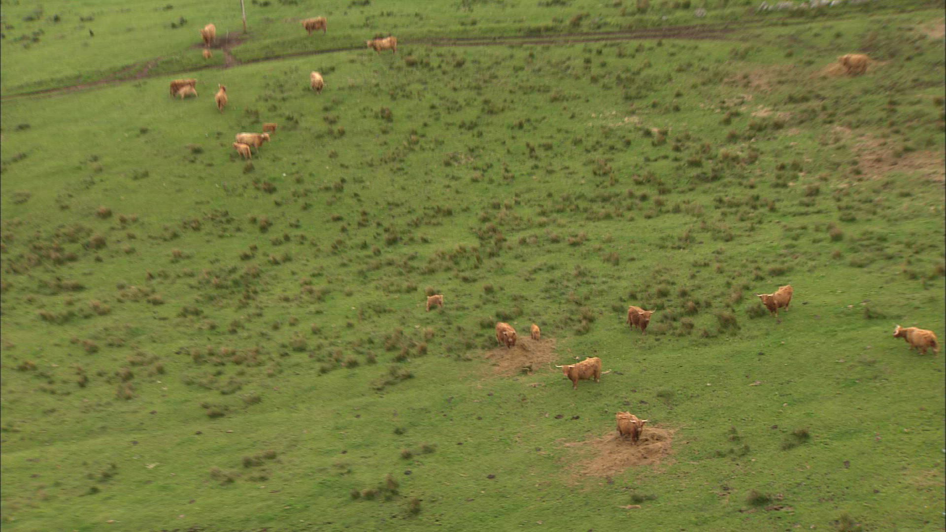 632138352 / Cattle Herd / Great Britain