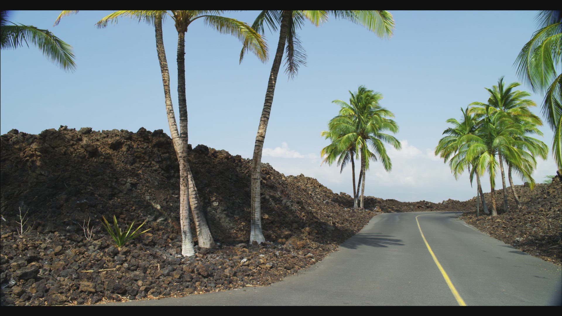 330360105 / Coco Palm / Street / Hawaii 330360105 / Coco Palm / Street / Hawaii