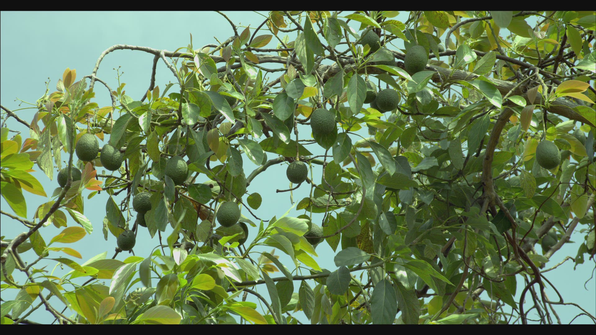 266410439 / Avocado / Tree / Hawaii