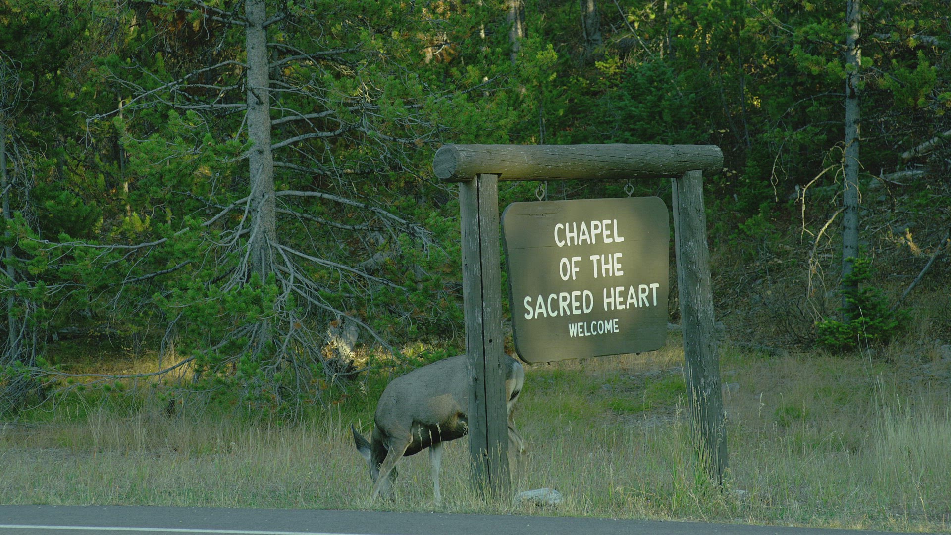 777227628 / Wapiti / Wyoming / USA 777227628 / Wapiti / Wyoming / USA