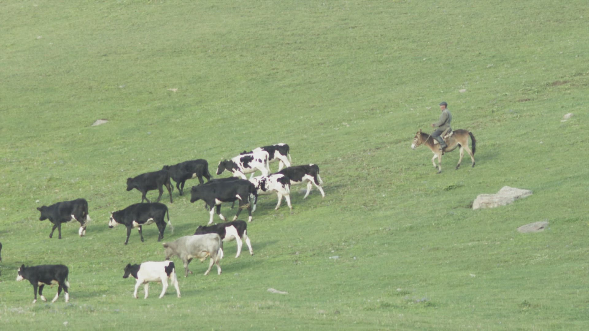 817217944 / Animal / Kyrgyzstan
