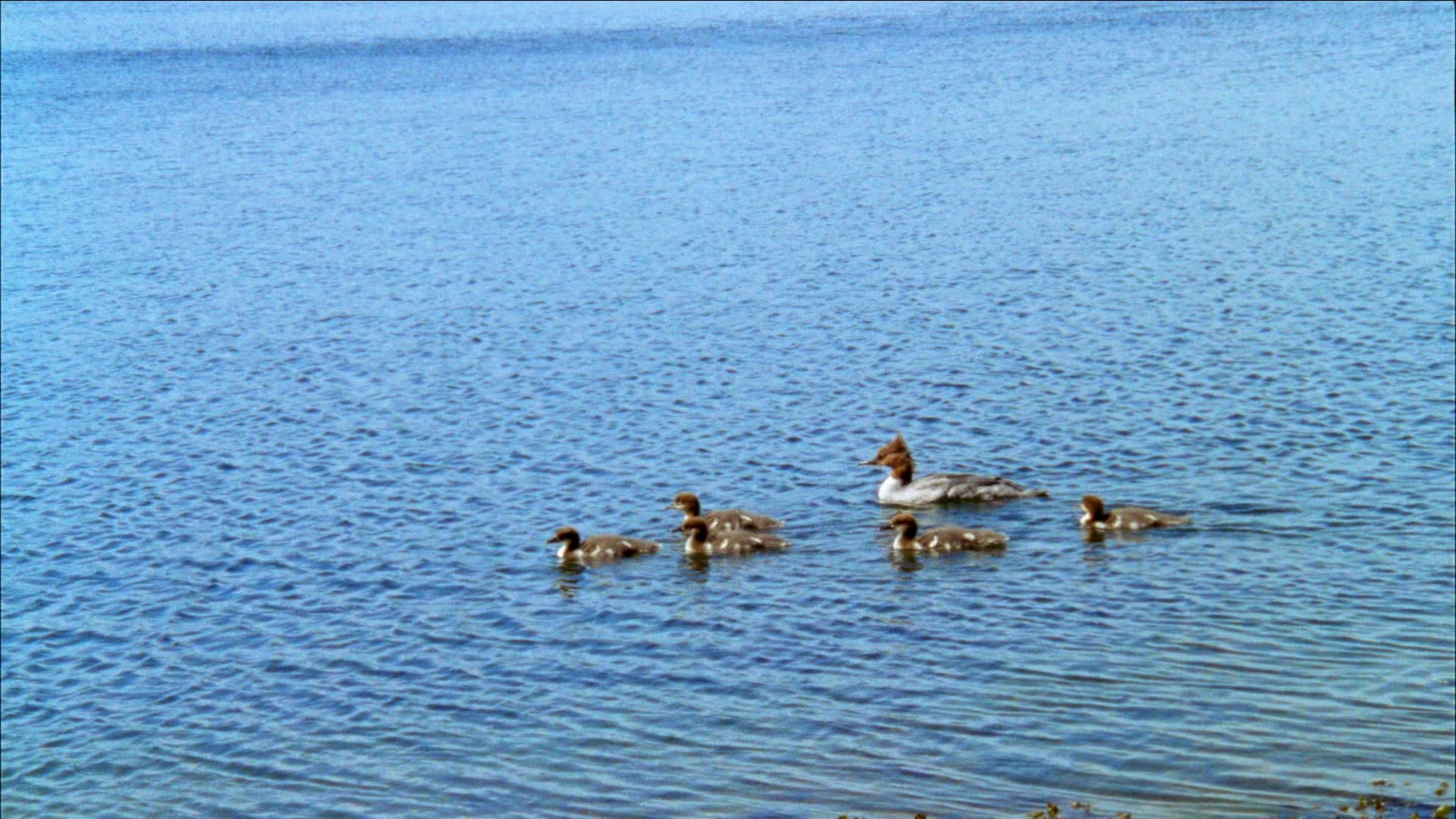 837246390 / Anatidae / Body of Water / Sweden