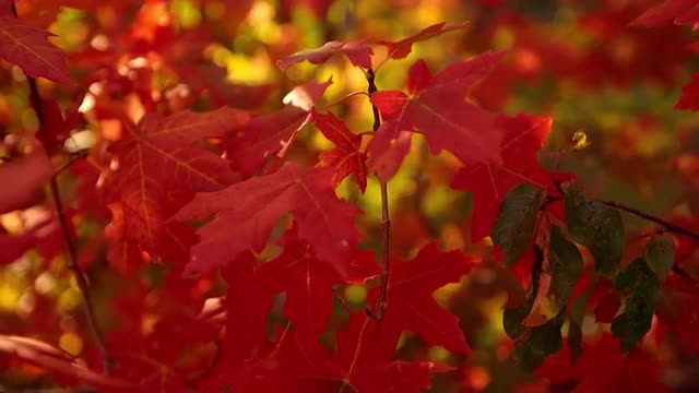 Red Fall Leaves 9 