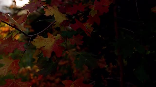 Colorful Fall Leaves 1 