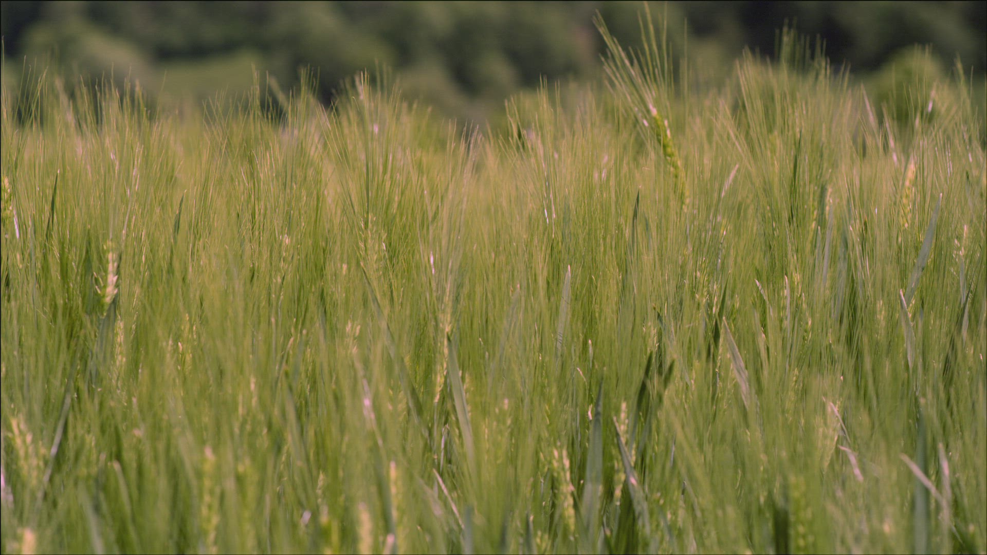 683055818 / Barley Field / Wind / Switzerland