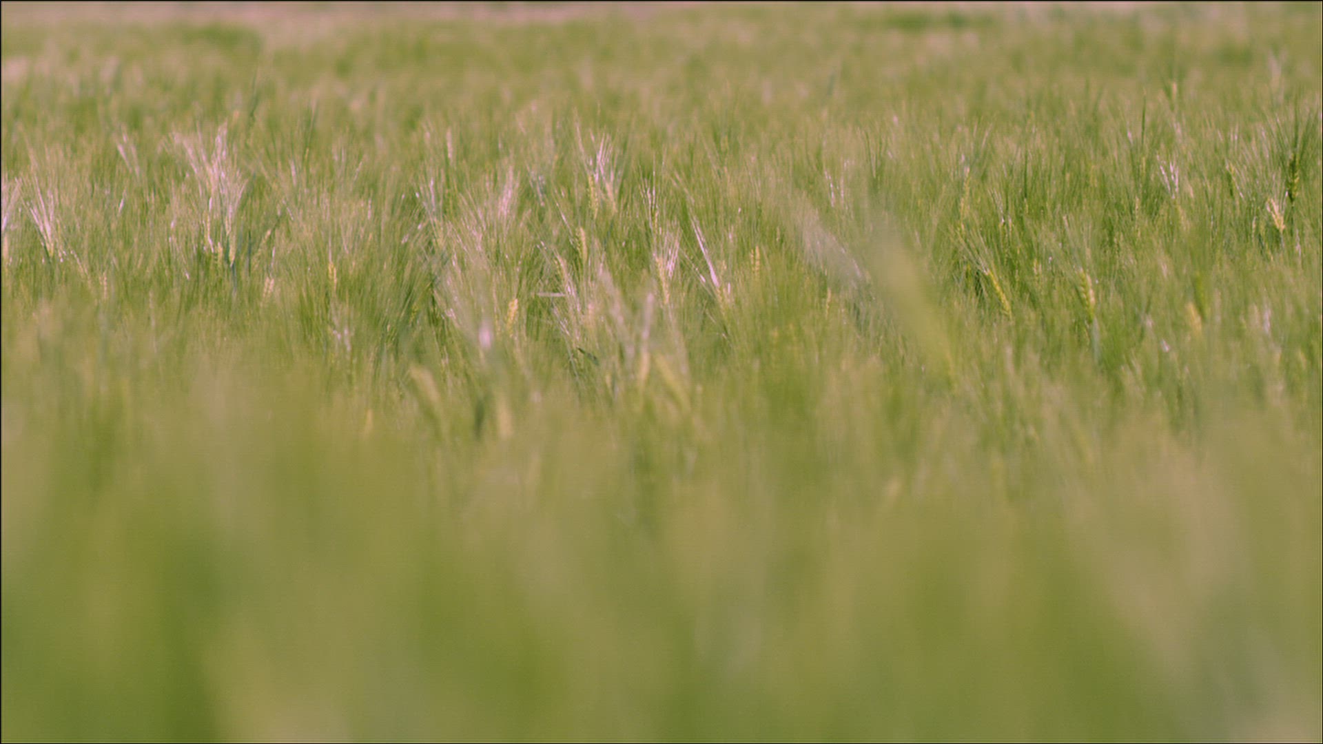850785422 / Barley Field / Wind / Switzerland
