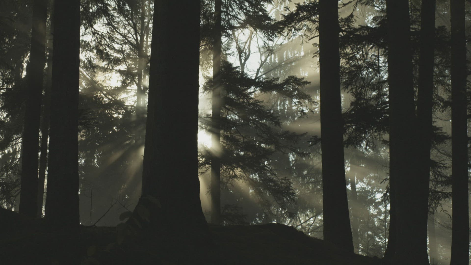 820828280 / Coniferous Forest / Fog