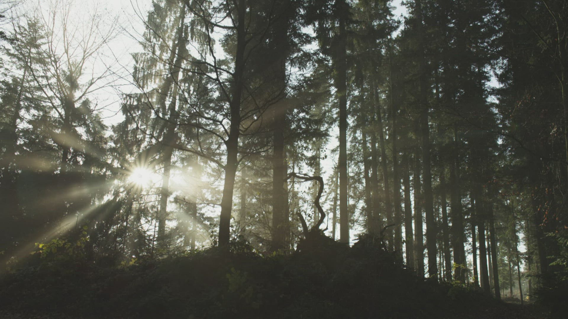 577849526 / Coniferous Forest / Fog