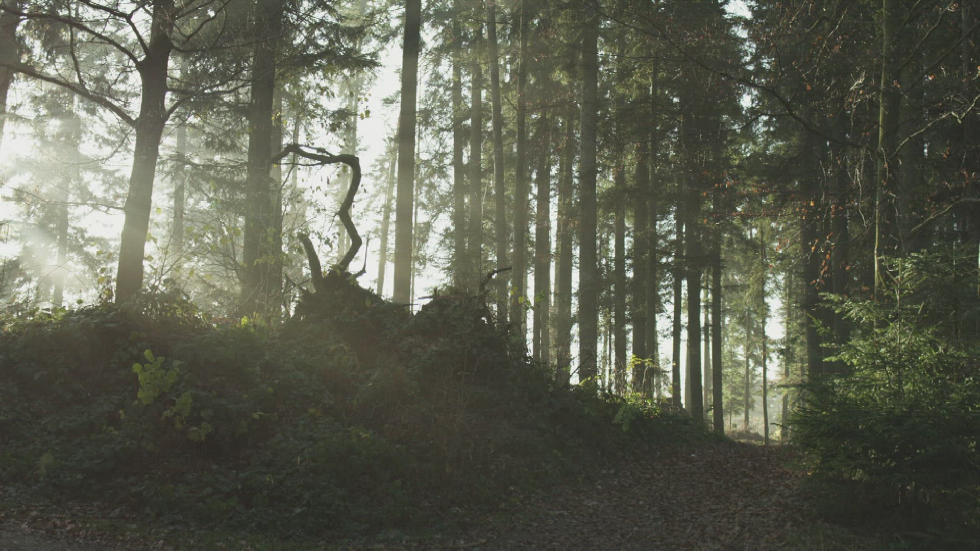 266816813 / Coniferous Forest / Fog