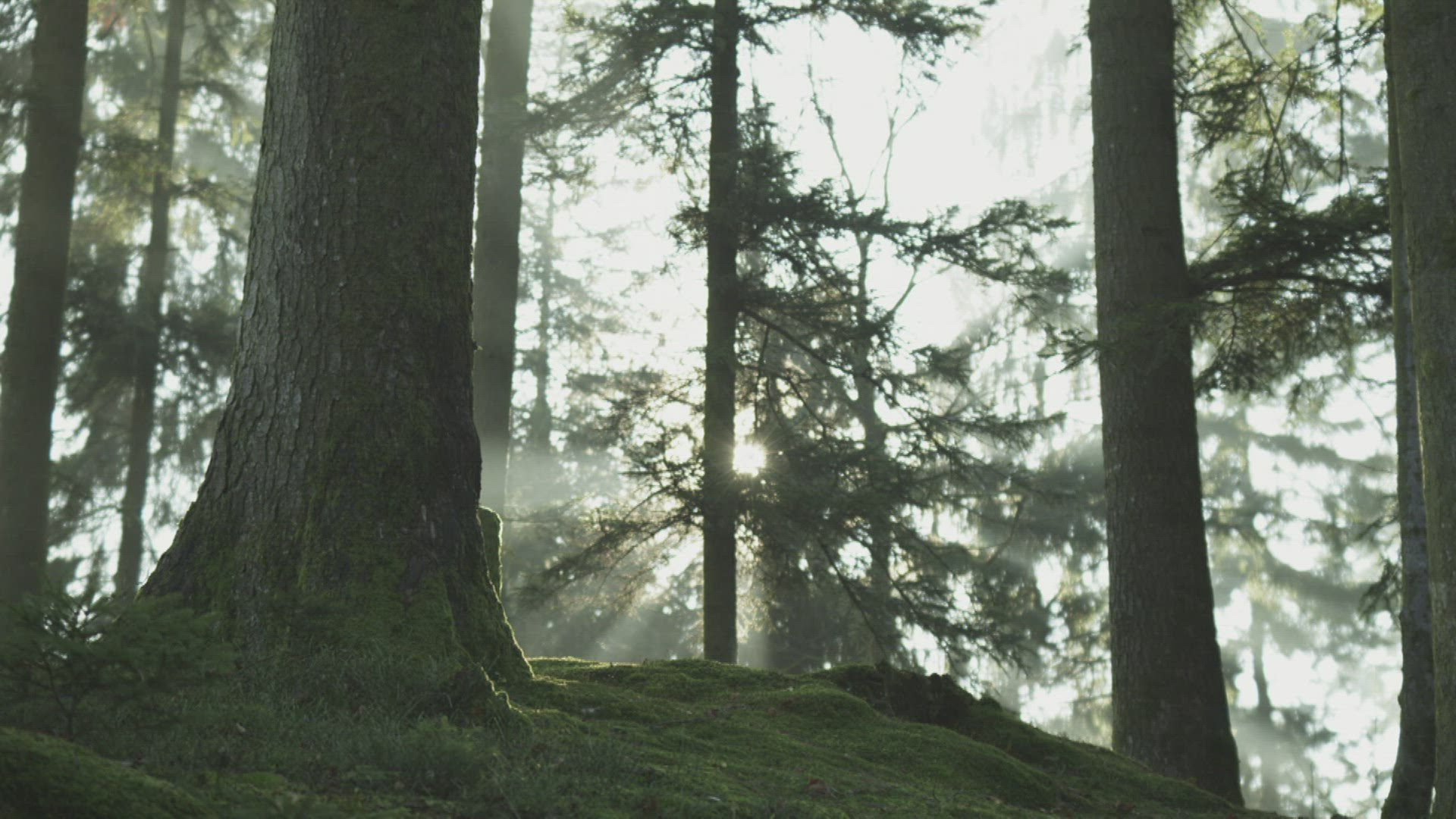 849247601 / Coniferous Forest / Fog