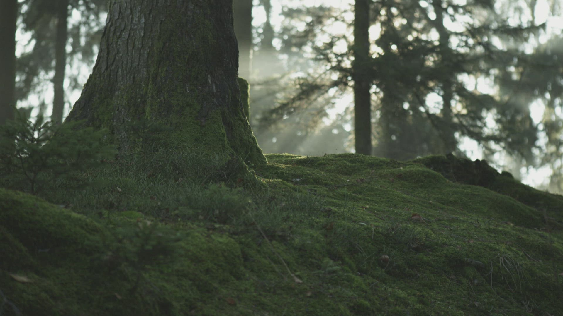 969976043 / Coniferous Forest / Fog