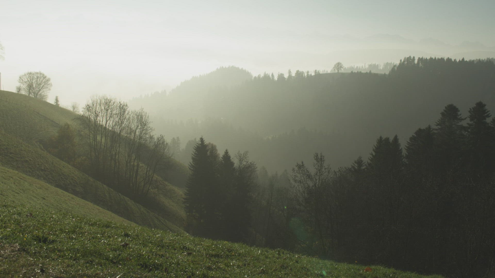 378627600 / Coniferous Forest / Fog
