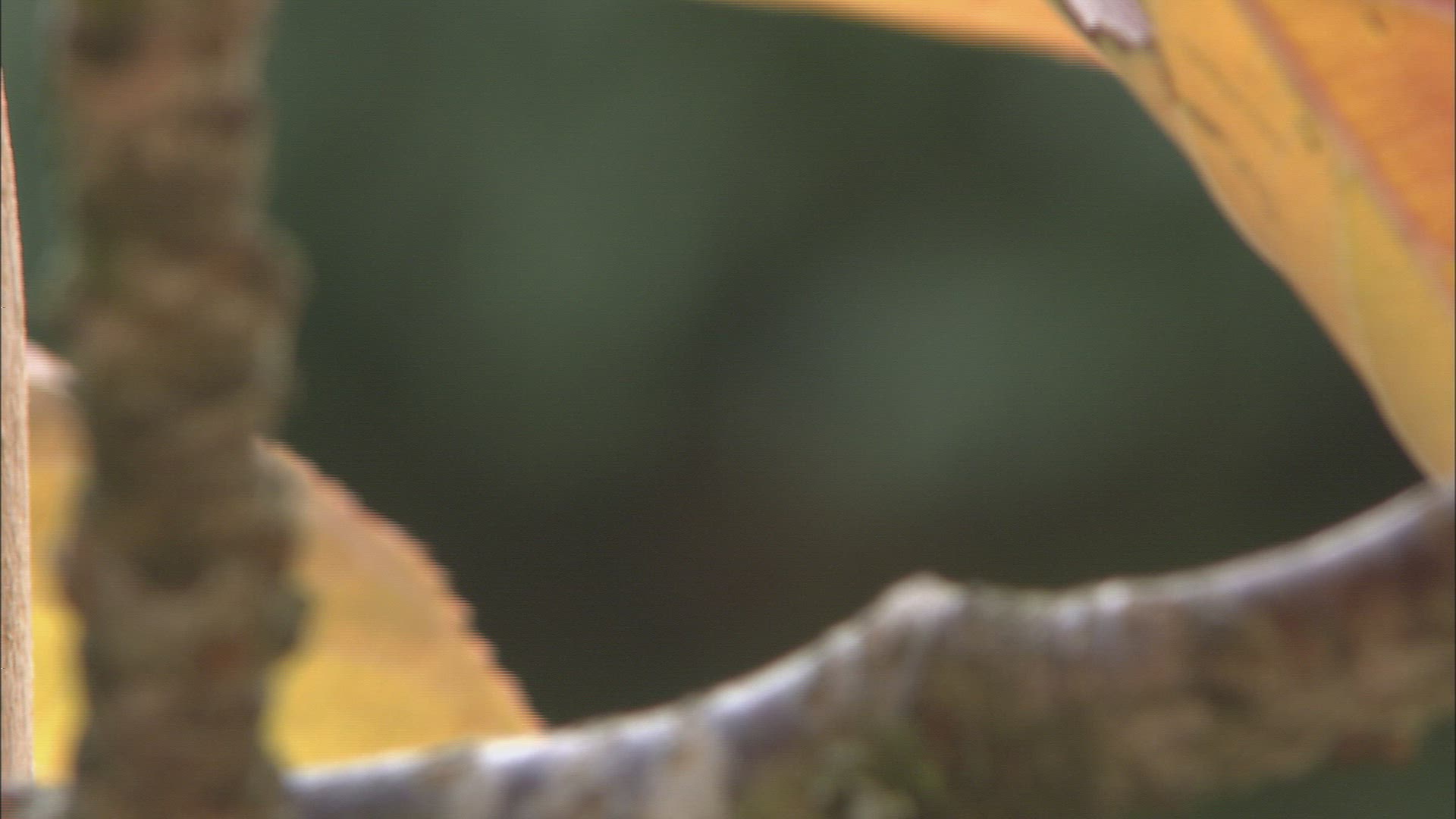 773293967 / Leaf / Autumn
