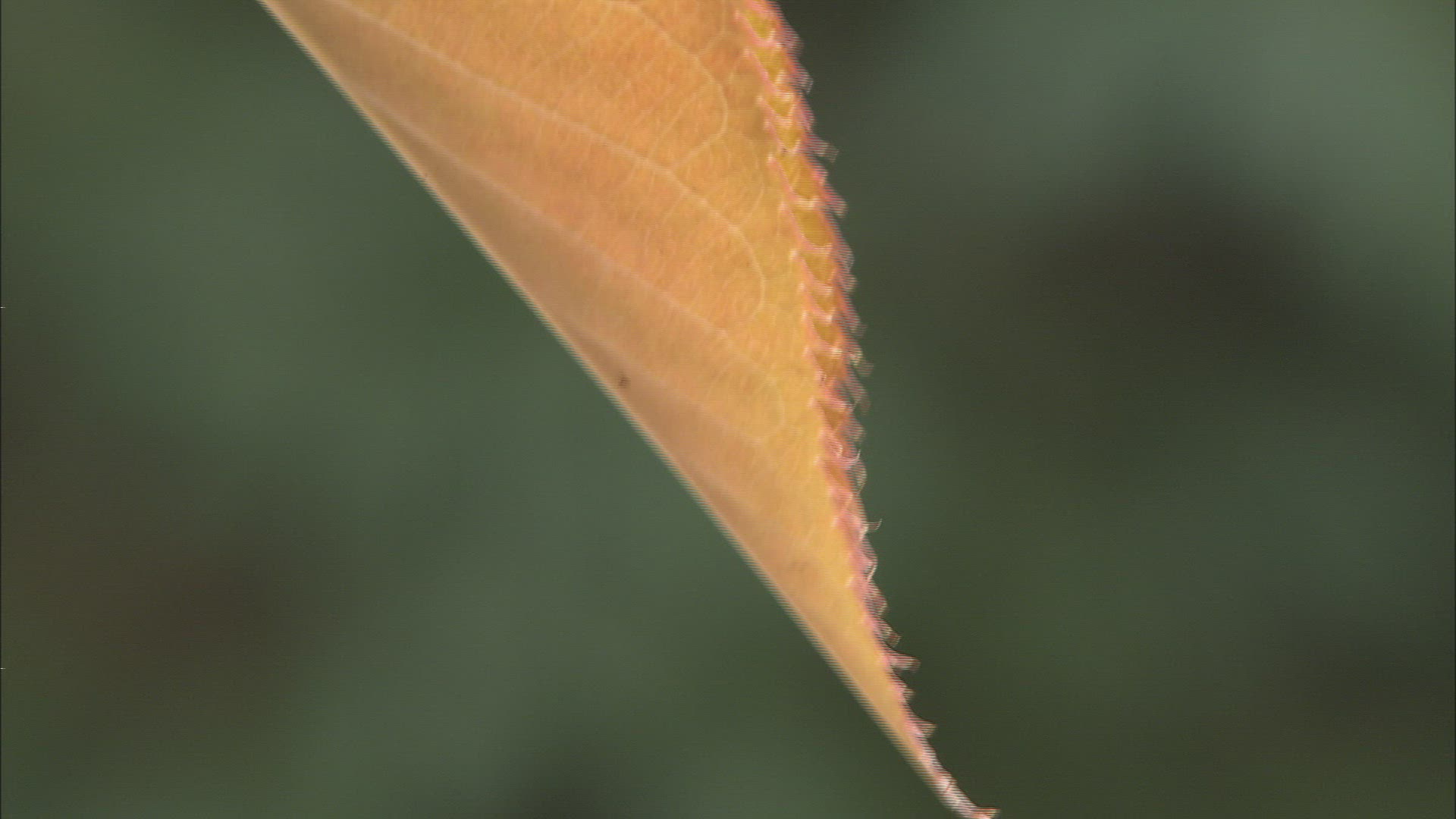 309692480 / Leaf / Autumn
