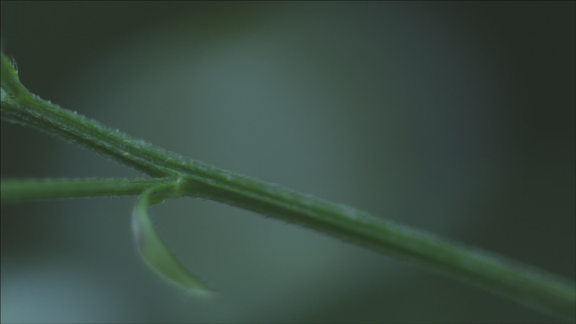 601269806 / Plant / Stipe