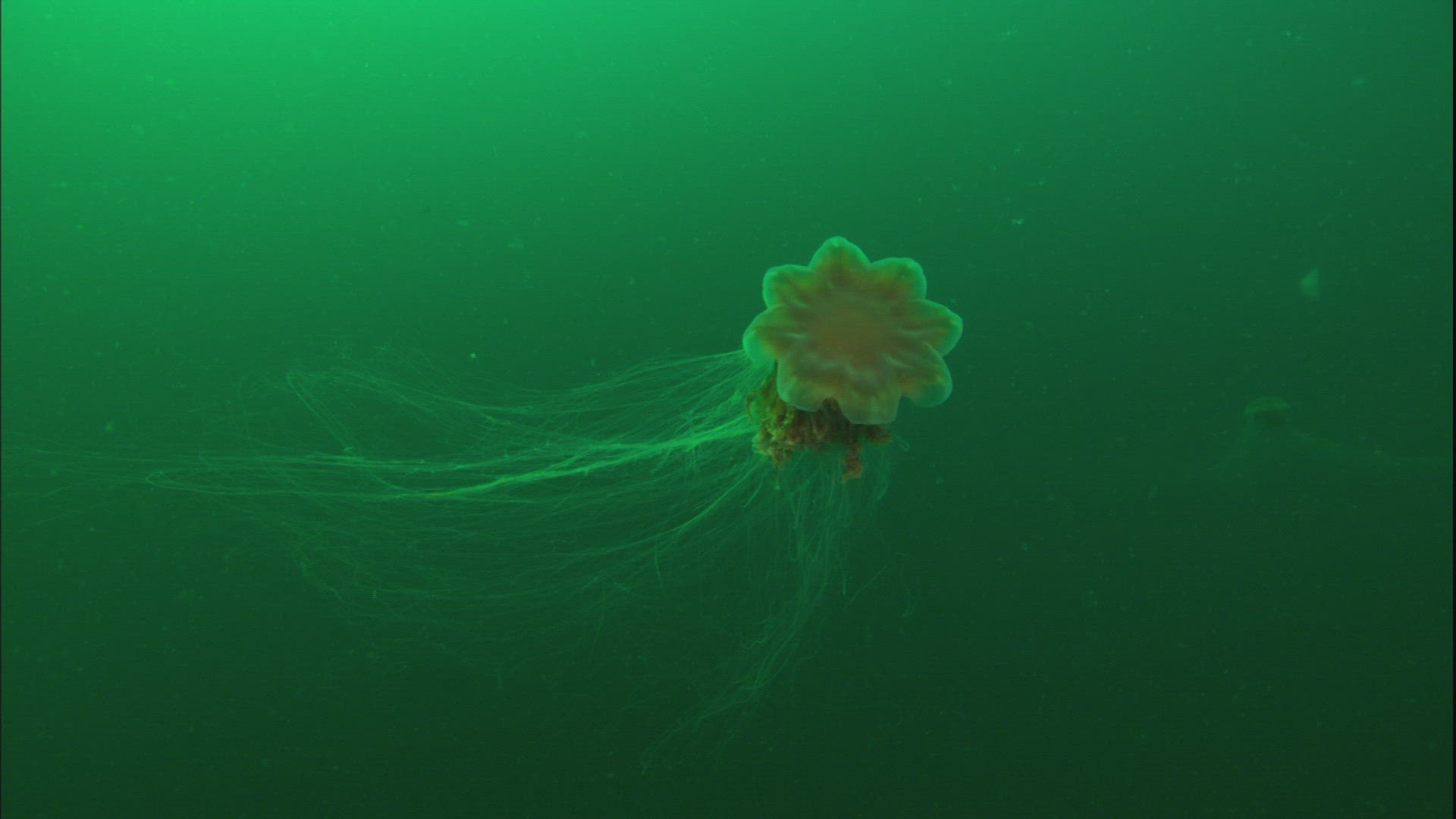 619278274 / Lion's Mane Jellyfish / Sea / Prince William Sound