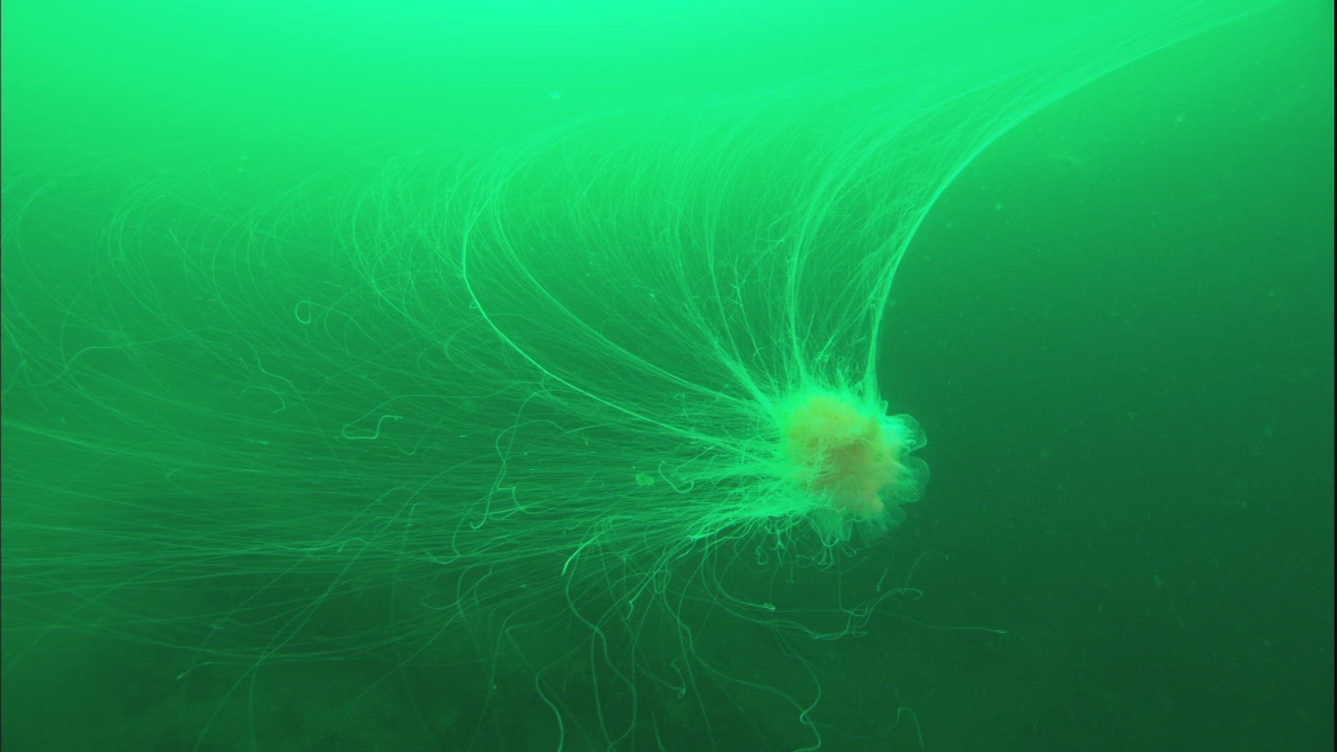 999416135 / Lion's Mane Jellyfish / Sea / Prince William Sound