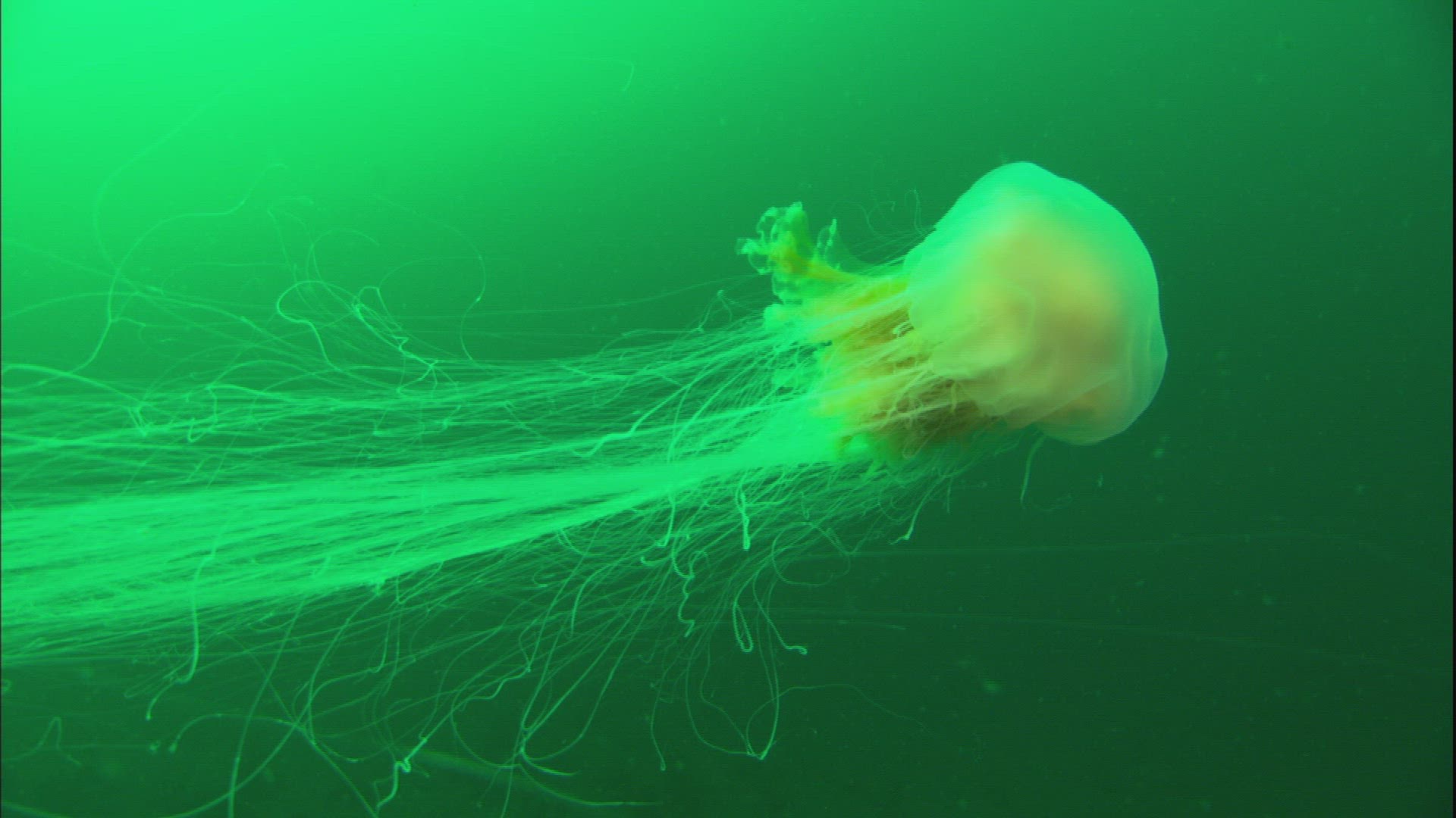 383063799 / Lion's Mane Jellyfish / Sea / Prince William Sound
