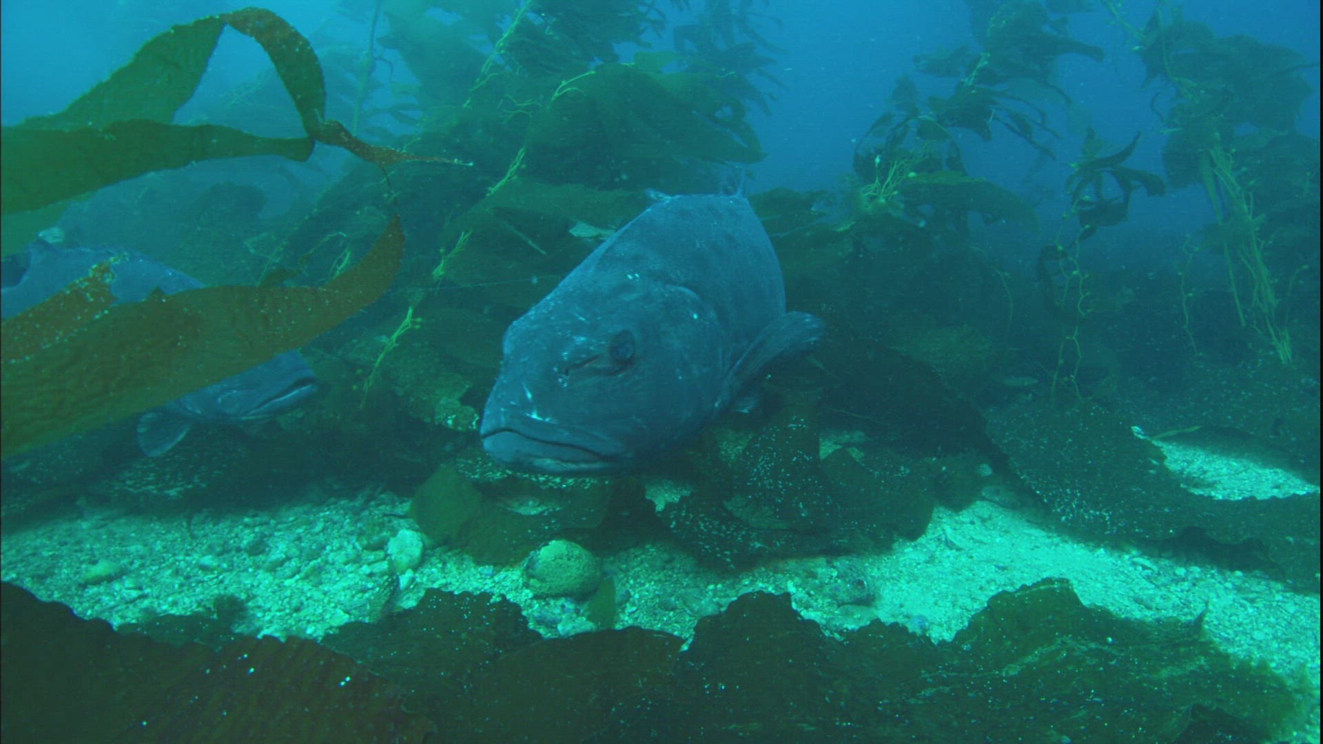 520153652 / Sea Life / Sea Bed / California