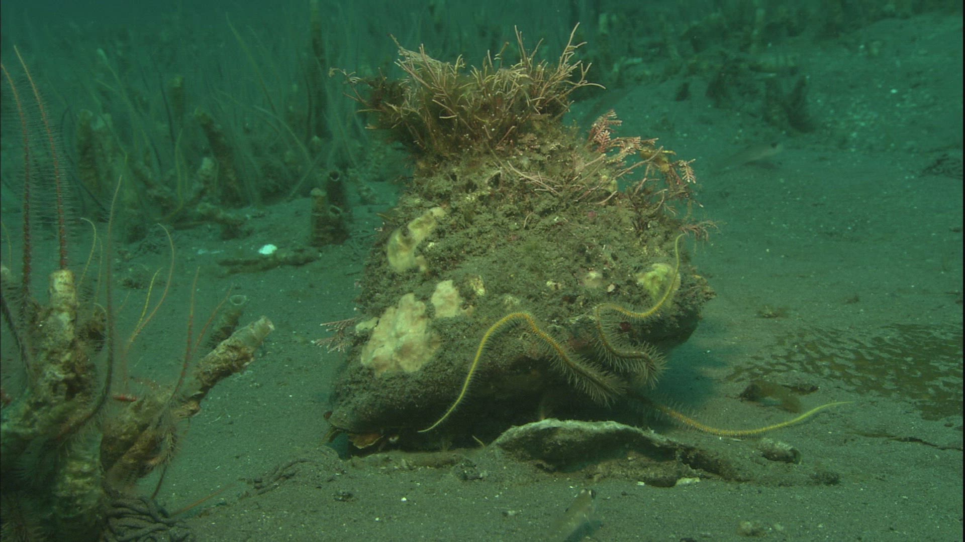 251690390 / Sea Life / Sea Bed / California