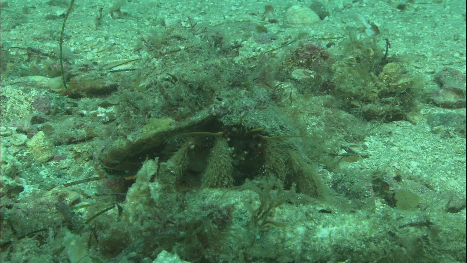 794447880 / Sea Life / Sea Bed / California