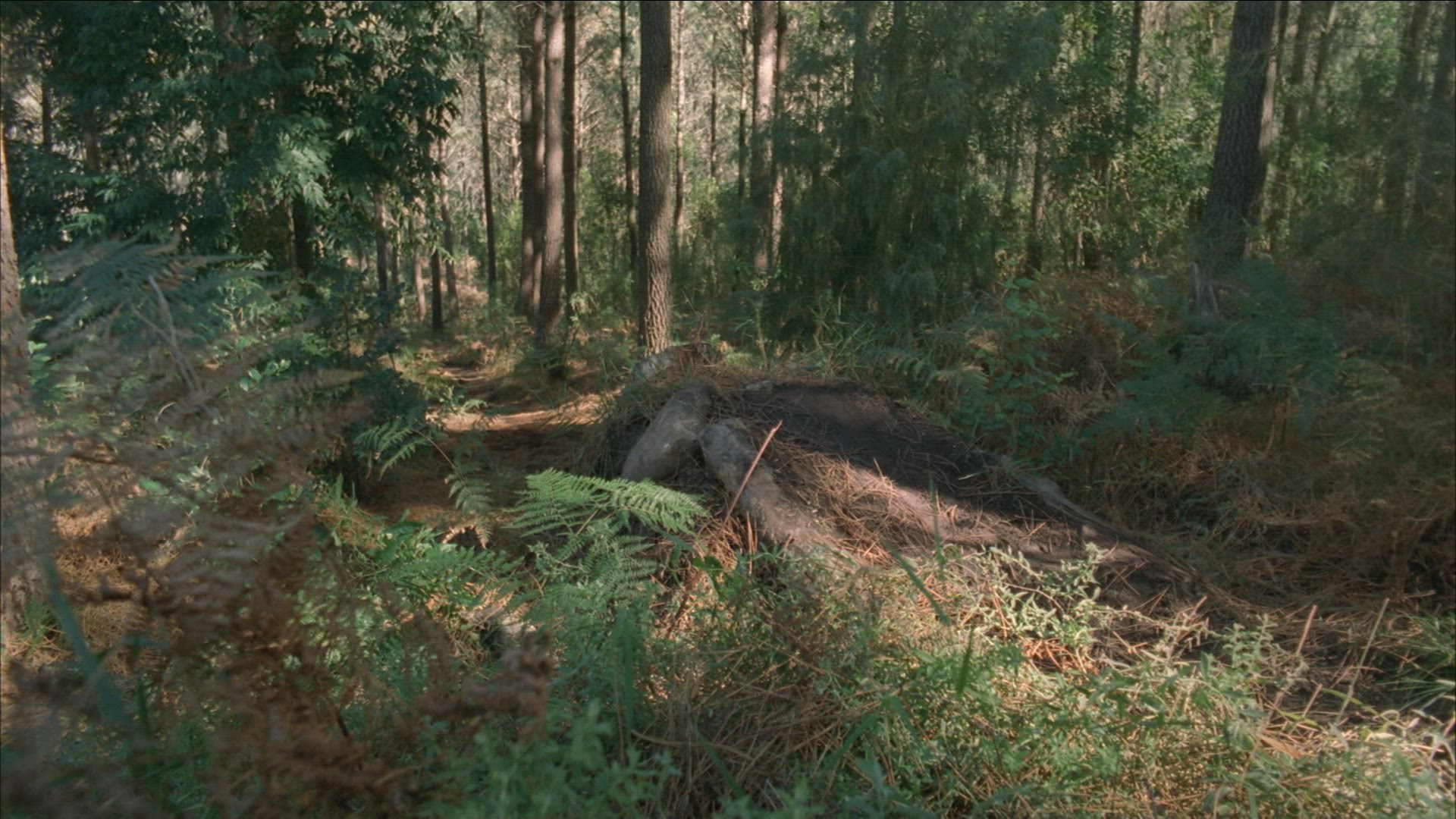904052098 / Mountain Biking / Forest / South Africa