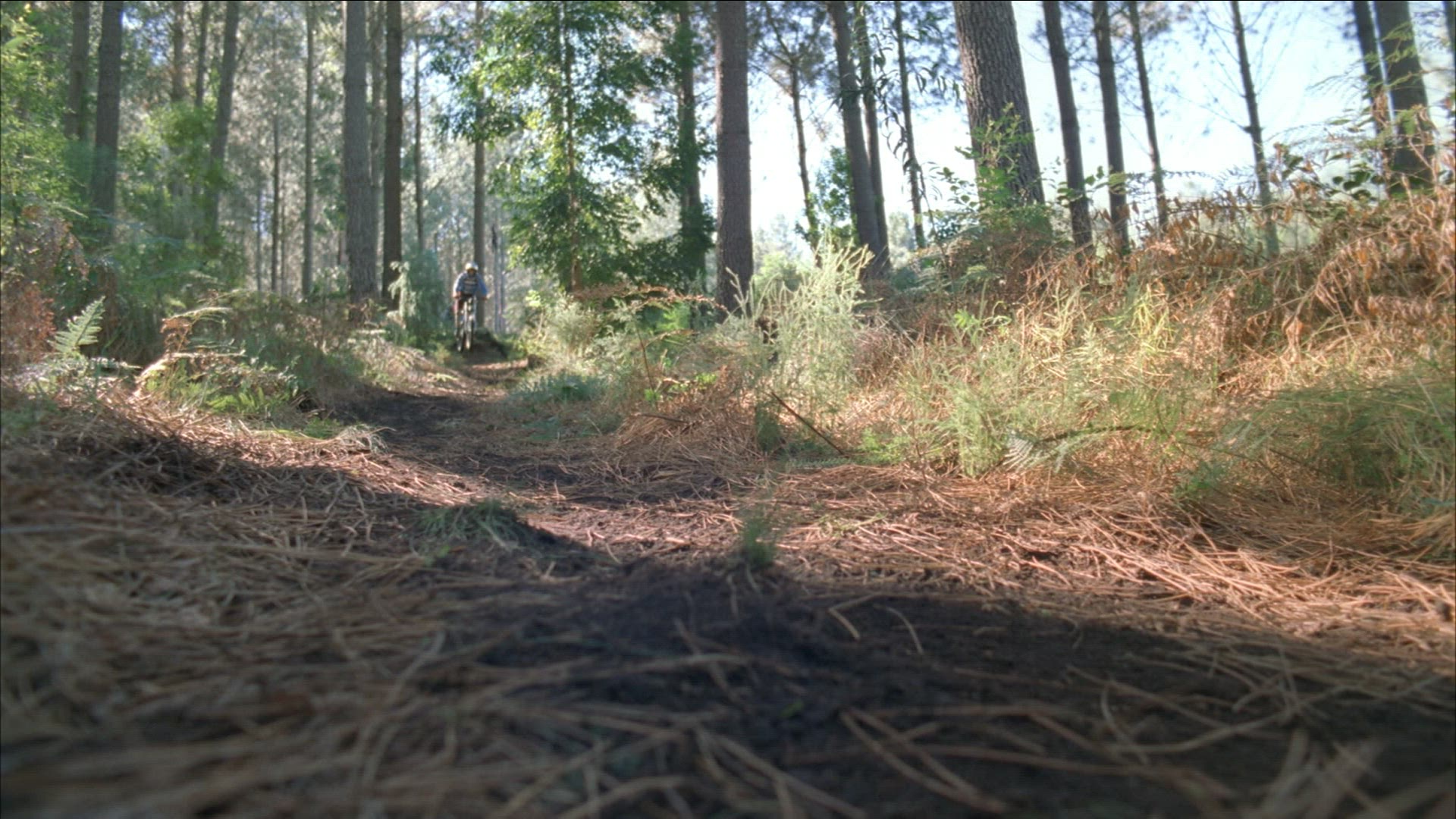 213349635 / Mountain Biking / Forest / South Africa