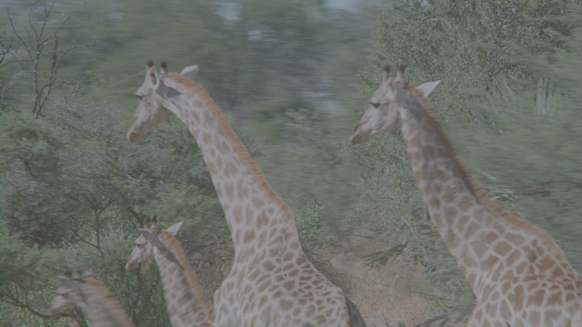 986086578 / Giraffe / Savannah / Botswana / Aerial