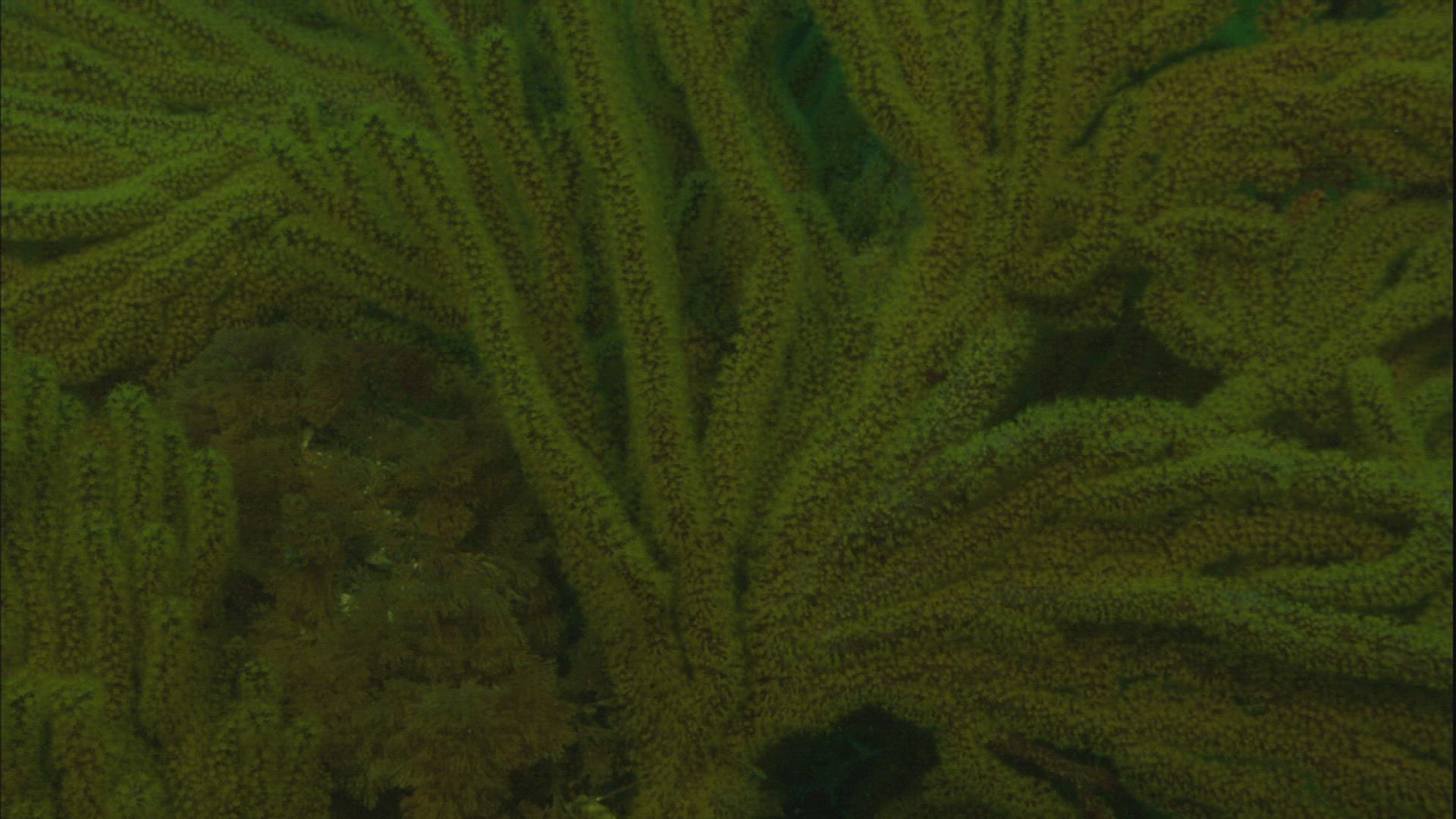 346645247 / Sea Life / Sea Bed / California