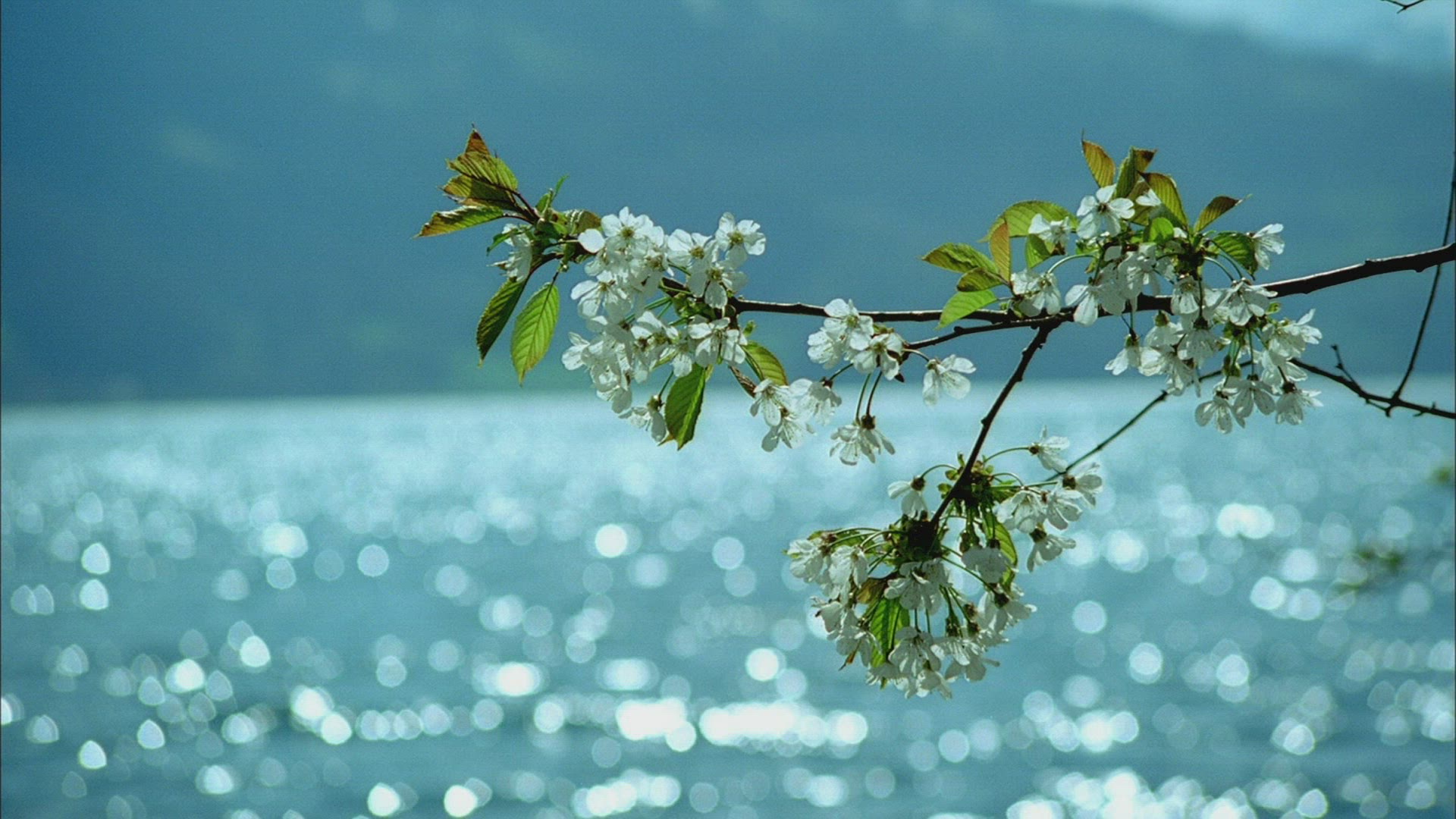 529736550 / Lake Thun / Bernese Alps / Switzerland