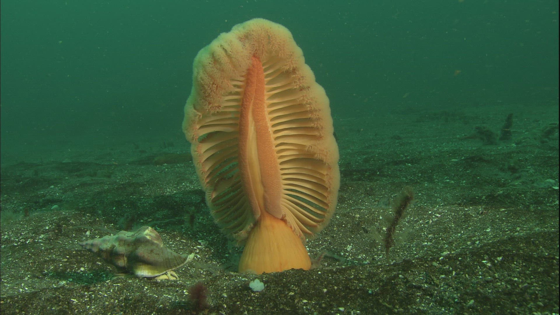 424579371 / Sea Life / Sea Bed / Channel Islands of California