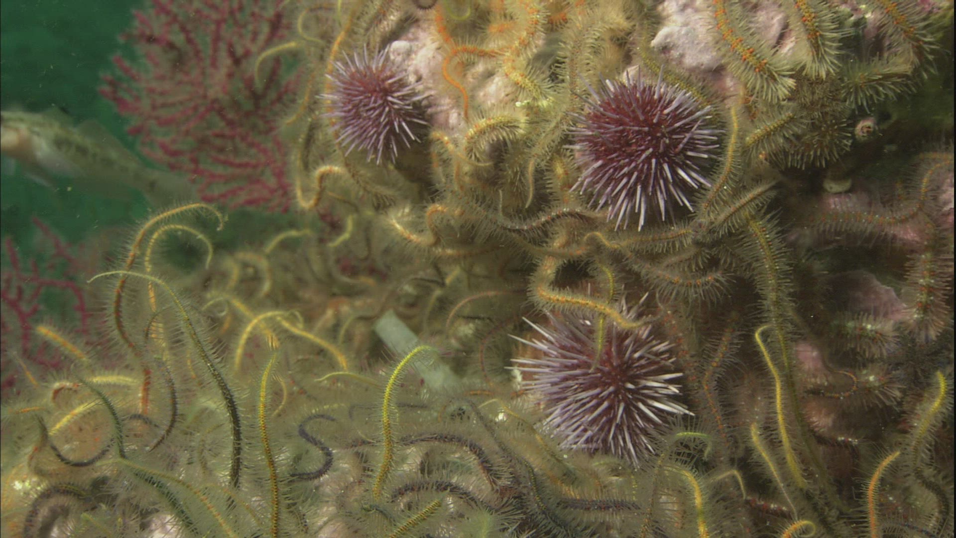 367161537 / Sea Life / Sea Bed / Channel Islands of California