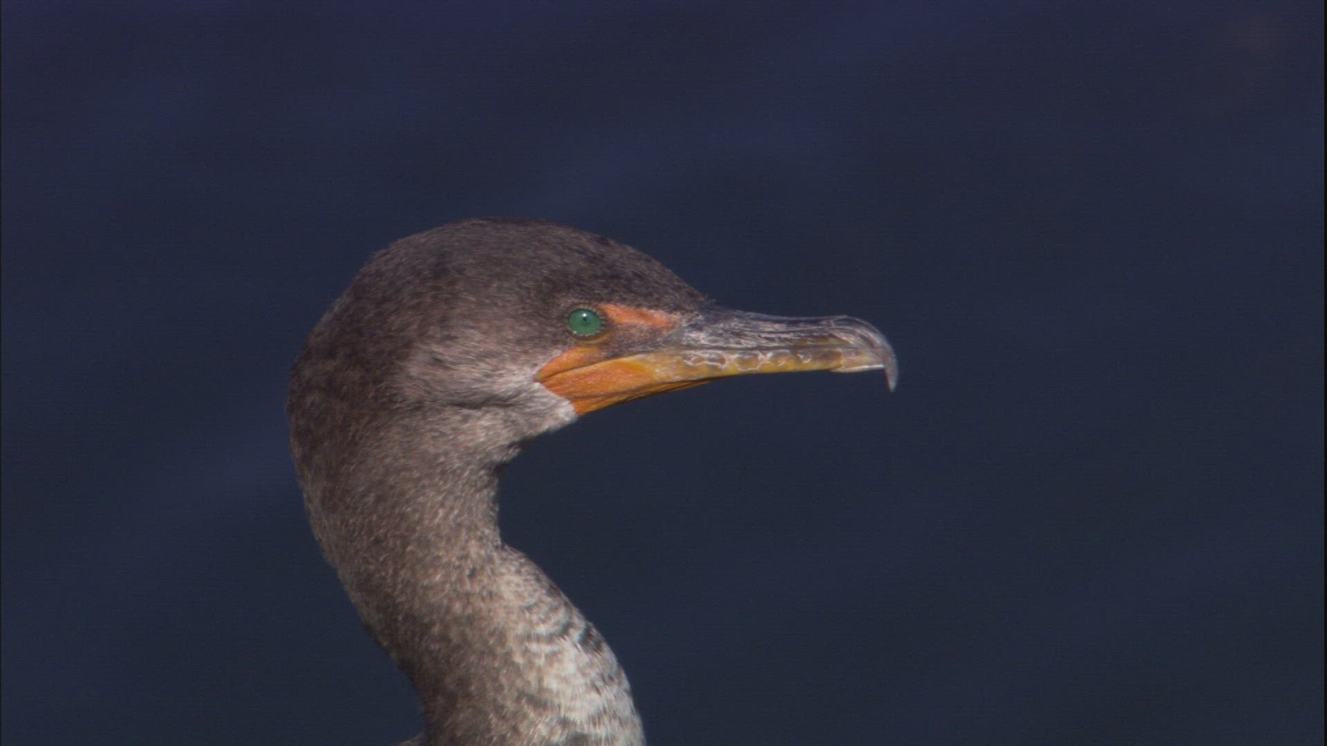 663852098 / Double-crested Cormorant / Everglades / Florida