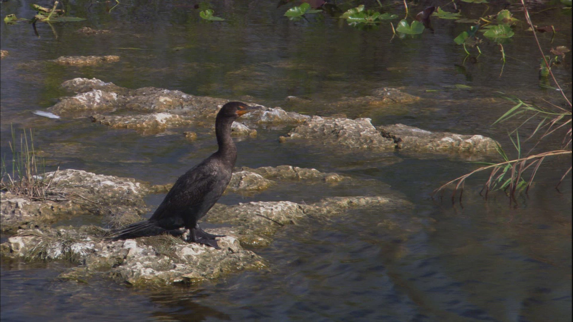 219406759 / Double-crested Cormorant / Everglades / Florida