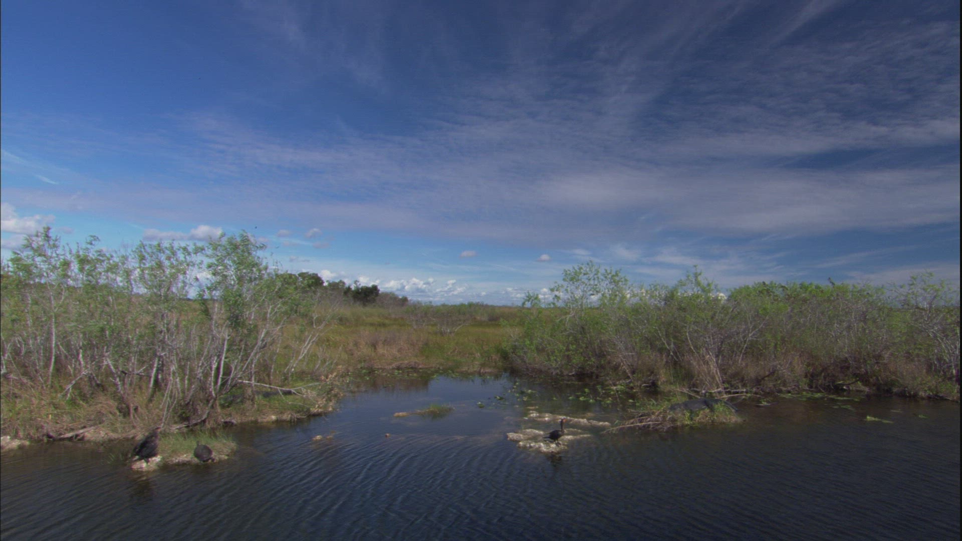 934735549 / Double-crested Cormorant / Everglades / Florida