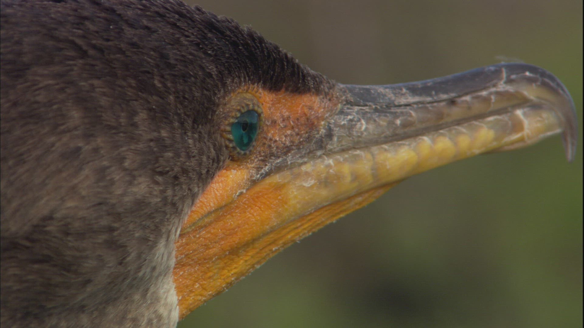 970107711 / Double-crested Cormorant / Everglades / Florida