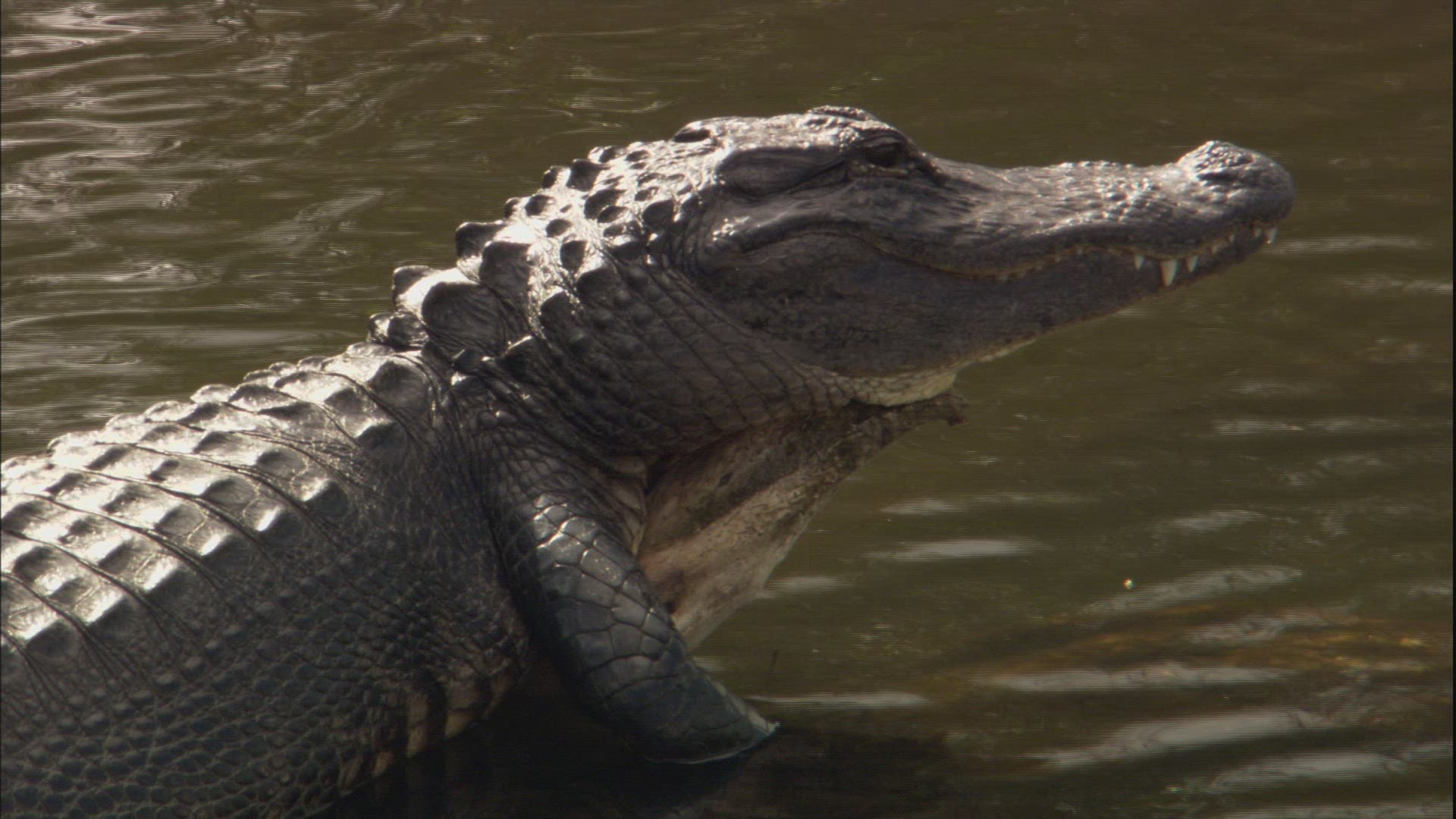 676705102 / Alligator / Everglades National Park / Florida / USA