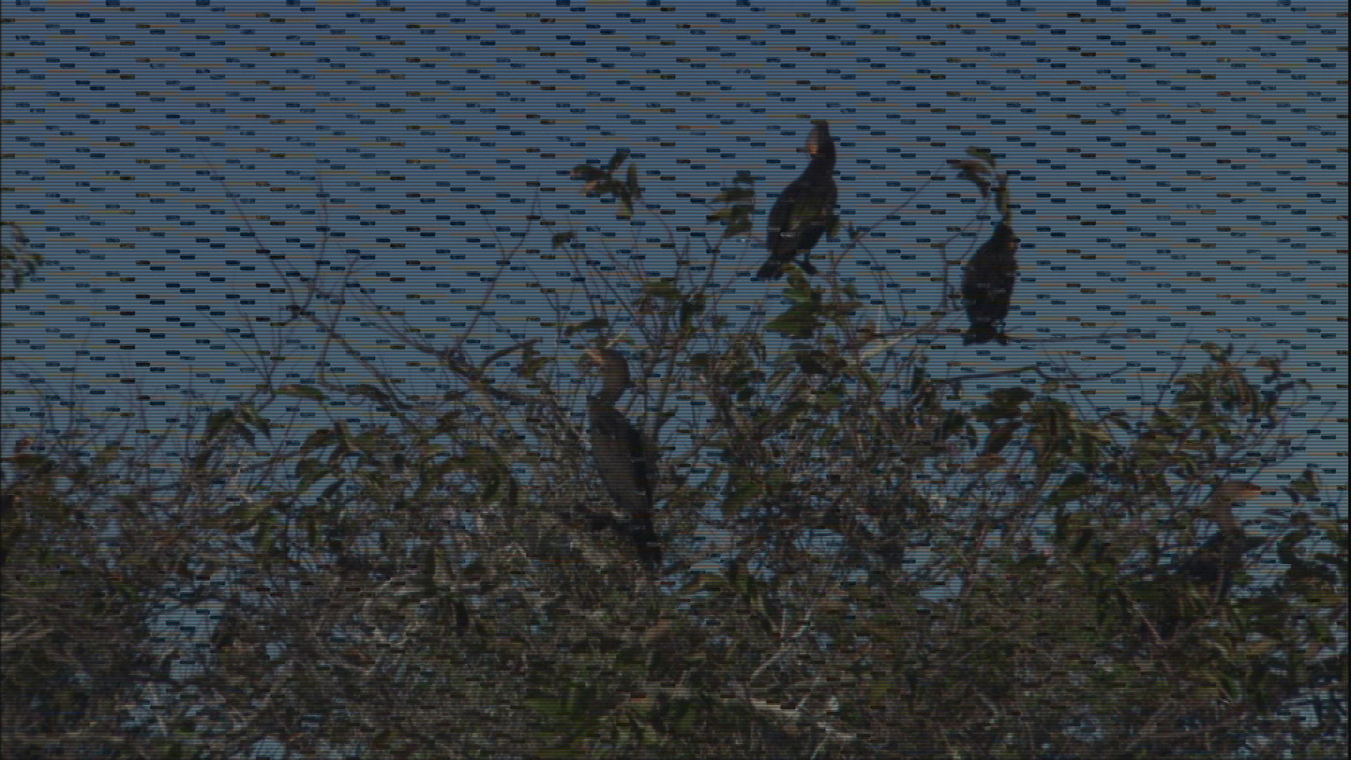 375281758 / Bird / Everglades National Park / Florida / USA