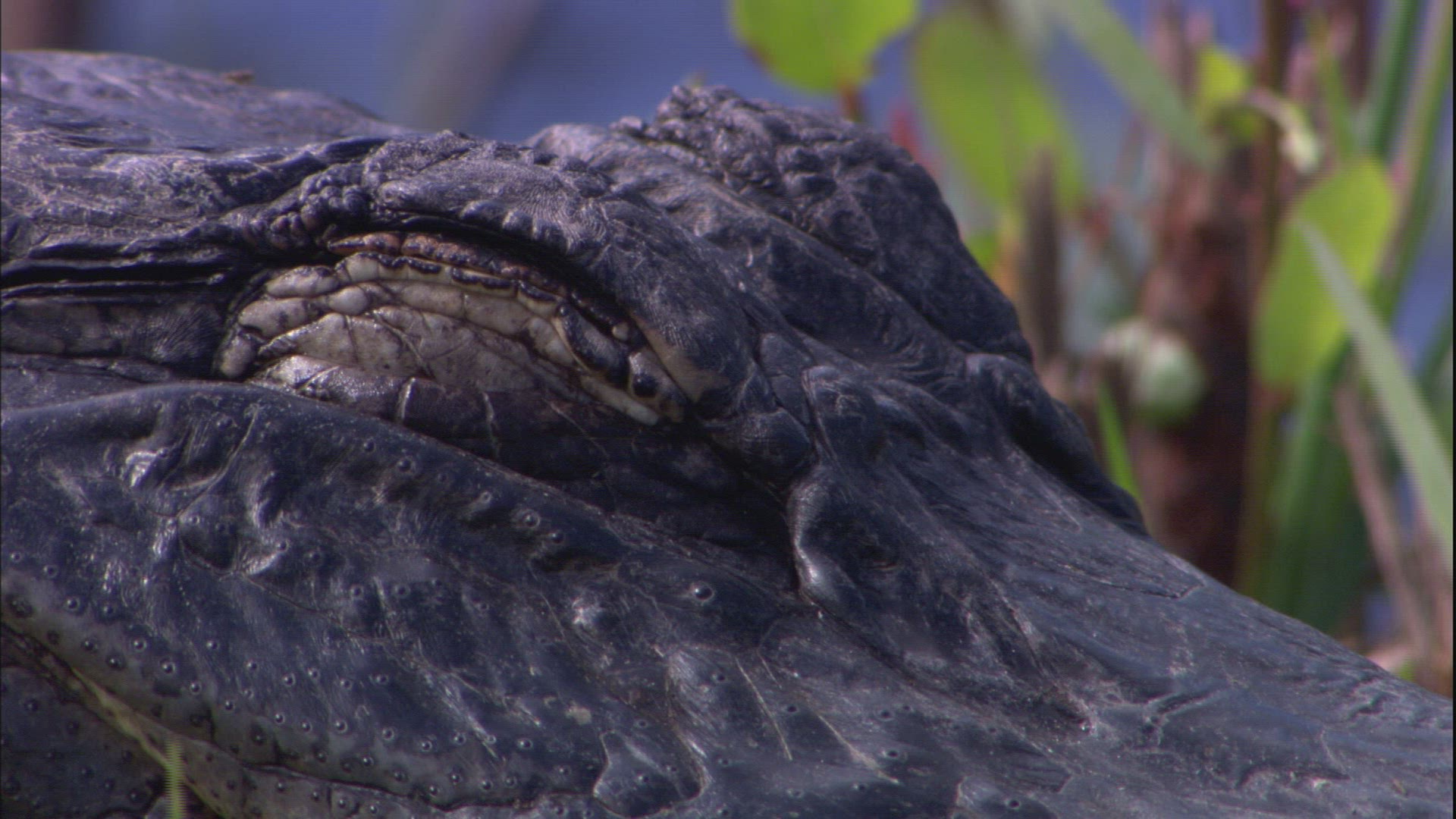 683446990 / Alligator / Everglades National Park / Florida / USA