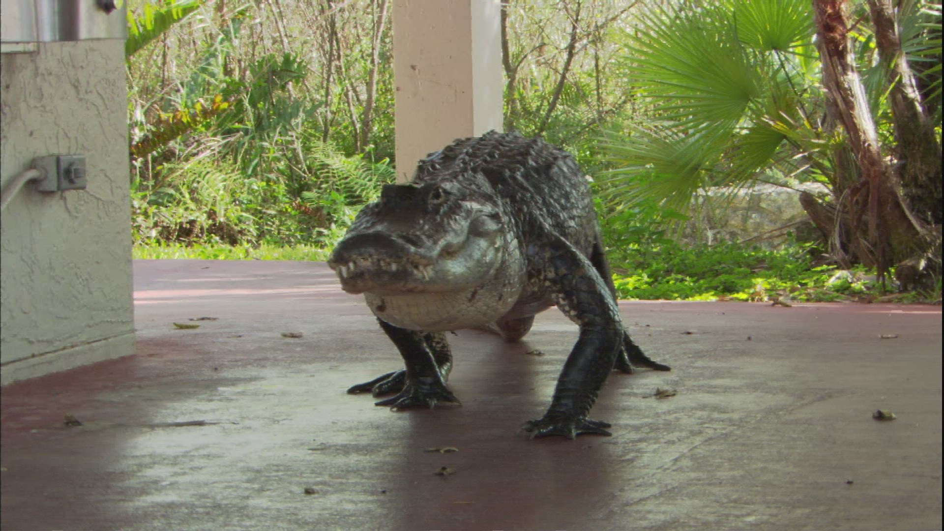 634632401 / Alligator / Everglades National Park / Florida