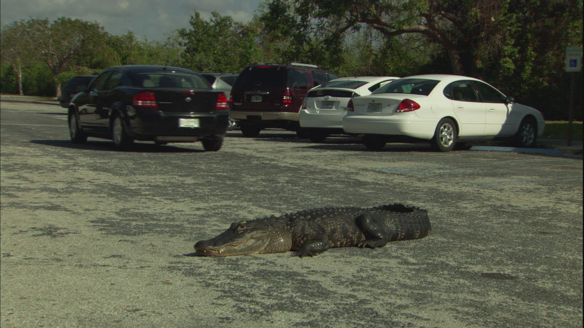 453354523 / Alligator / Everglades National Park / Florida