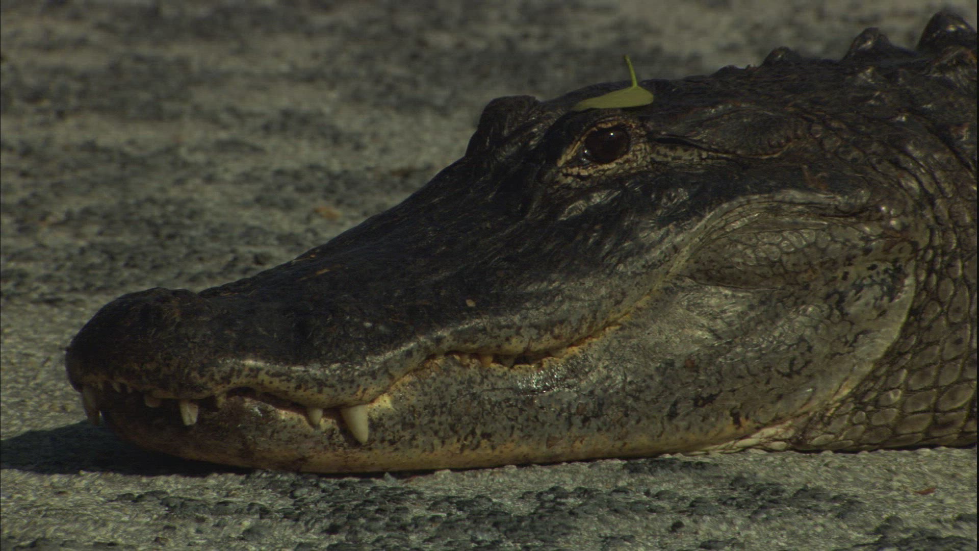 564651869 / Alligator / Everglades National Park / Florida