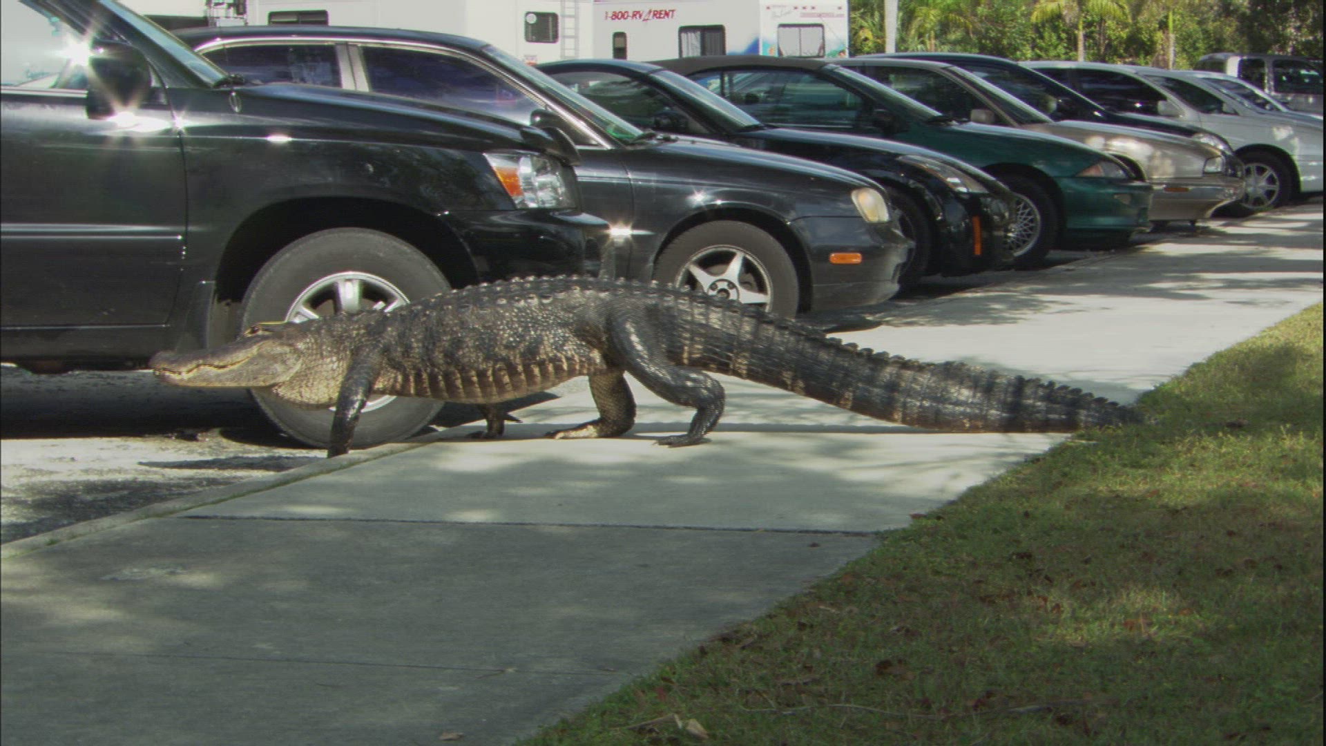 250957171 / Alligator / Everglades National Park / Florida