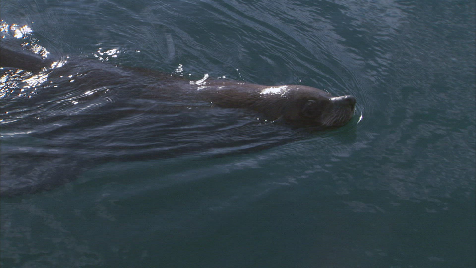 741216836 / Brown Fur Seal / South Africa